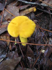 Cantharellus tenuithrix