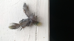 Platycercus caledonicus