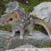 Eastern Quoll - Photo (c) David Robichaud, some rights reserved (CC BY-NC), uploaded by David Robichaud