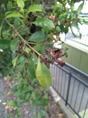 Austropuccinia psidii