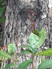 Austropuccinia psidii