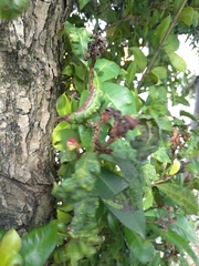 Austropuccinia psidii