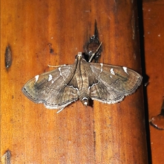 Lamprosema