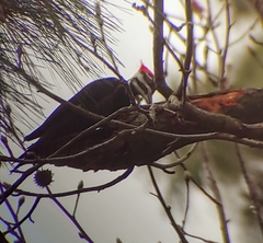Dryocopus pileatus