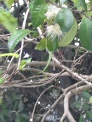 Austropuccinia psidii