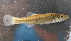 Fundulus seminolis