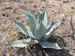 Agave flexispina