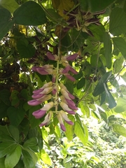 Mucuna pruriens