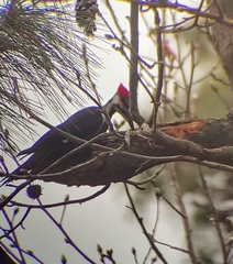 Dryocopus pileatus