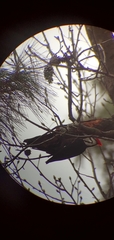 Dryocopus pileatus