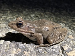 Lithobates kauffeldi