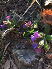 Pulmonaria australis