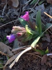 Pulmonaria australis