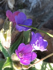 Pulmonaria australis