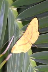 Eumelea rosalia