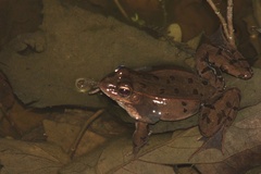 Lithobates kauffeldi
