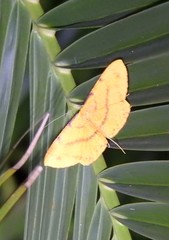 Eumelea rosalia