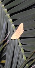 Eumelea rosalia