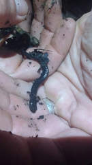 Plethodon electromorphus