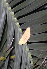 Eumelea rosalia