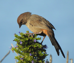 California Towhee photo 4