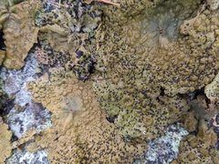 Lasallia pensylvanica