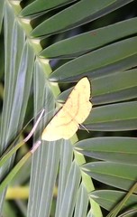 Eumelea rosalia