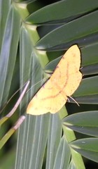Eumelea rosalia