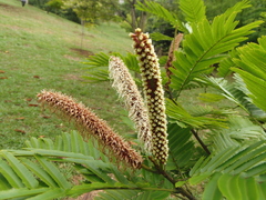 Pentaclethra macroloba