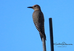 Melanerpes uropygialis