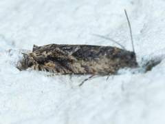 Pseudexentera haracana