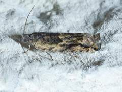 Pseudexentera haracana