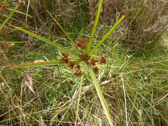 Cyperus vaginatus