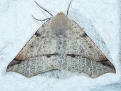 Caripeta triangulata
