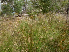 Cyperus vaginatus