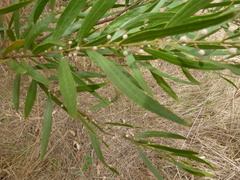 Acacia verniciflua