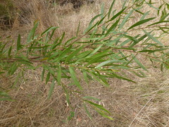 Acacia verniciflua
