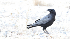 Corvus cryptoleucus