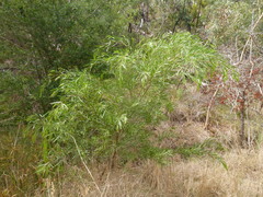 Acacia verniciflua