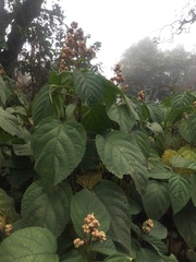 Clerodendrum infortunatum