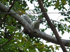 Sciurus variegatoides dorsalis