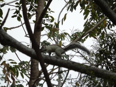 Sciurus variegatoides dorsalis