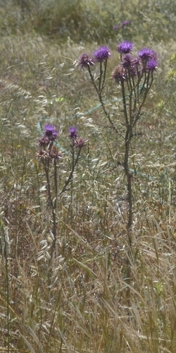 Image of Onopordum boissierianum by (c) Zac Peterson, some rights reserved (CC BY)
