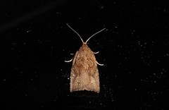 Planotortrix notophaea