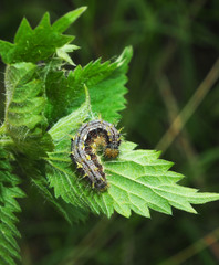 Vanessa itea