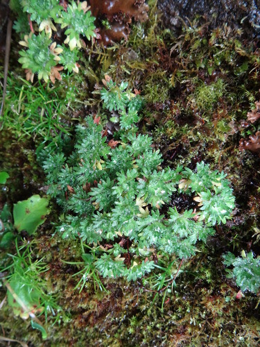 lomikameň trsnatý (Saxifraga rosacea)