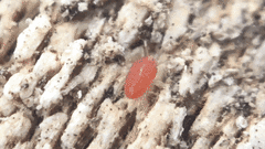 Smarididae
