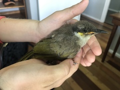 Gavicalis versicolor