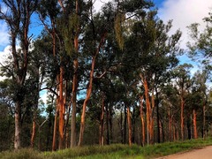 Eucalyptus major