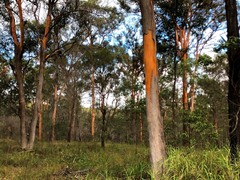 Eucalyptus major